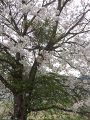 2017の桜1篠山