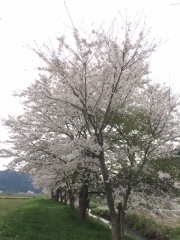 2017の桜2篠山